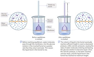 Osmotic pressure in a thistle tube