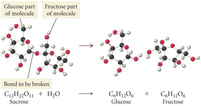 Hydrolysis of sucrose by enzyme