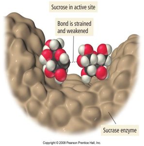 Sucrose in active site of sucrase enzyme