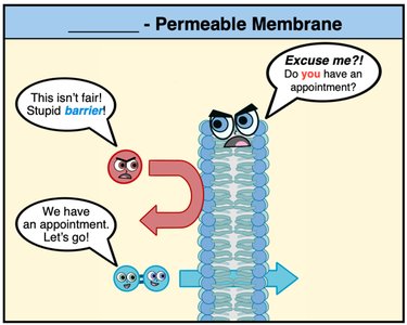 Permeable Membrane cartoon