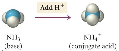 NH3 and NH4+ conjugate pair