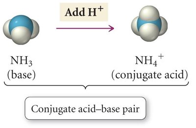 NH3 and NH4+ conjugate pair