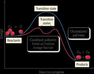 Potential energy diagram showing catalyzed and uncatalyzed pathways