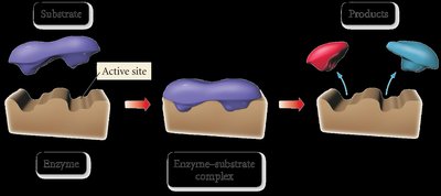 Enzyme catalysis: lock-and-key mechanism