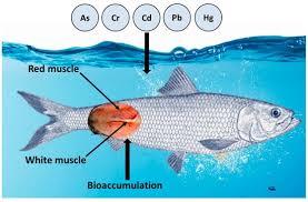 Bioaccumulation of heavy metals in fish