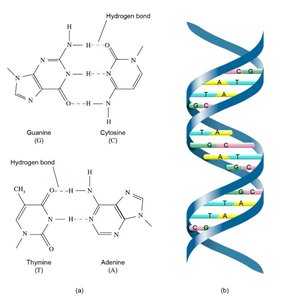 Hydrogen bonding in DNA double helix