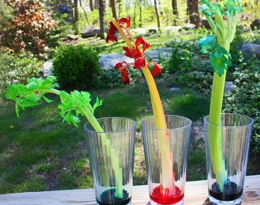 Capillary action in celery stalks