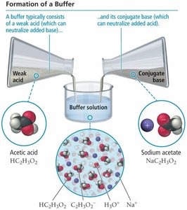 Formation of a Buffer