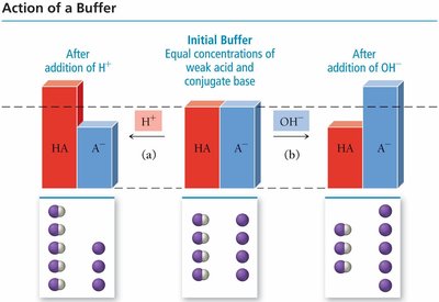 Formation of a Buffer with a Weak Base and Conjugate Acid