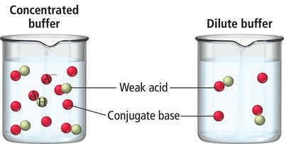 Concentrated vs. Dilute Buffer