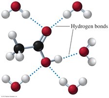 Hydrogen bonding between carboxylic acid and water