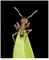 Ant, source of formic acid