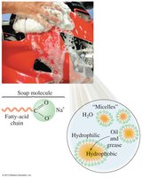Micelle formation and cleaning action of soap