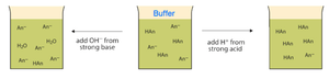 Diagram showing buffer action with addition of acid and base