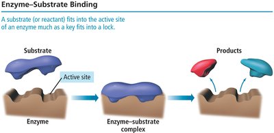 Lock-and-key model for enzyme catalysis