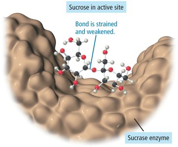 Sucrase catalyzing sucrose hydrolysis