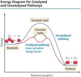 Energy diagram for catalyzed and uncatalyzed pathways