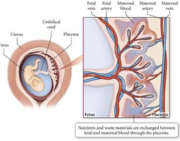 Oxygen exchange between mother and fetus via placenta