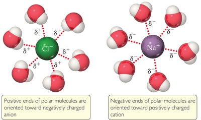 Flowchart summarizing types of intermolecular forces