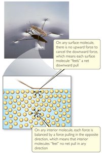 Adhesive and cohesive forces in water and mercury