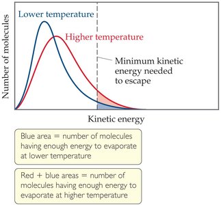 Diagram of vapor pressure equilibrium in a closed system