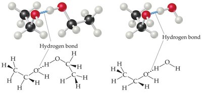 Hydrogen bonding between alcohols and water