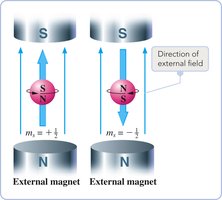 Electron spin orientations in a magnetic field