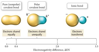 Bond polarity: pure covalent, polar covalent, ionic