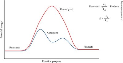 Potential energy diagram showing catalyzed and uncatalyzed reactions