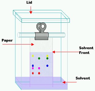 Paper chromatography setup