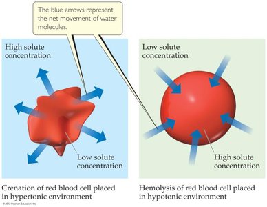 Hypertonic and hypotonic cell environments