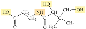 Highlighted polar bonds in water-soluble vitamin