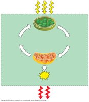 Diagram of energy flow in an ecosystem, showing photosynthesis and cellular respiration