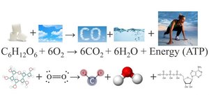 Summary equation for cellular respiration with molecular representations