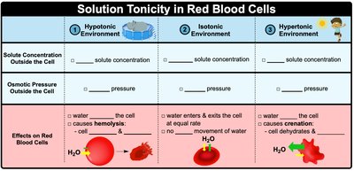 Isotonic solution diagram
