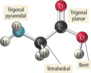 Glycine molecular geometry