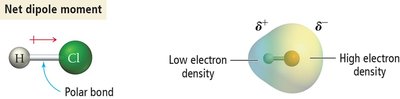 Polar bond and net dipole moment in HCl