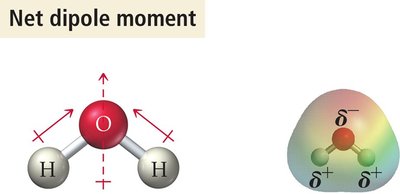 Net dipole moment in H2O