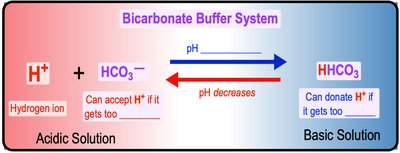 Bicarbonate buffer system