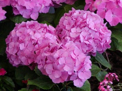 Pink hydrangea in acidic soil