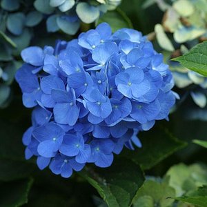 Blue hydrangea in basic soil