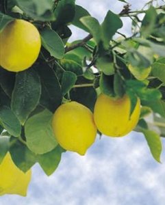 Lemons, example of acidic food