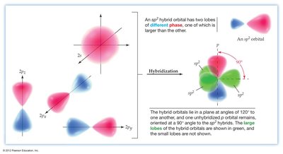 sp2 hybridization: three sp2 hybrid orbitals in a plane at 120 degrees