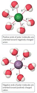 Ion-dipole interactions between water and ions