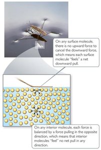 Surface tension: net downward pull on surface molecules