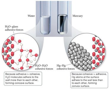 Capillary action: water vs. mercury