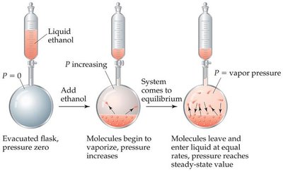 Dynamic equilibrium of vapor pressure