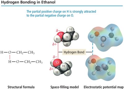Hydrogen bonding stabilizes polar solutes in polar solvents