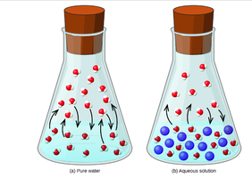 Vapor pressure lowering: pure water vs. aqueous solution