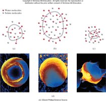 Red blood cells in isotonic, hypotonic, and hypertonic solutions